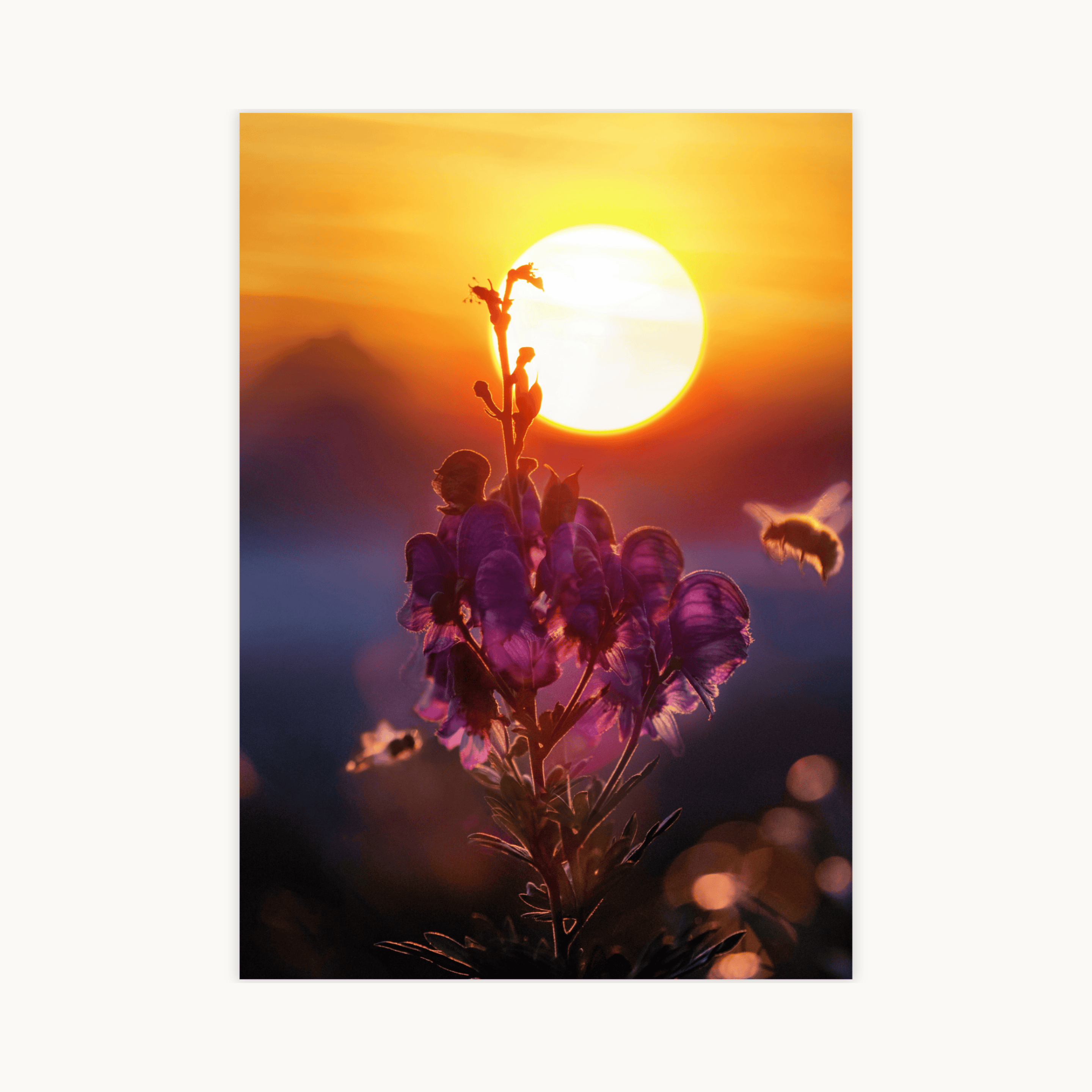 Poster met close-up van een paarse, wilde Aconitum-bloem (monnikskap) bij zonsondergang, waarbij de grote, oranje zon laag boven de horizon schijnt. Rechts vliegt een bij, en de voorgrond is onscherp met warme bokeh-lichten. Perfecte golden hour natuurfotografie voor aan de muur.