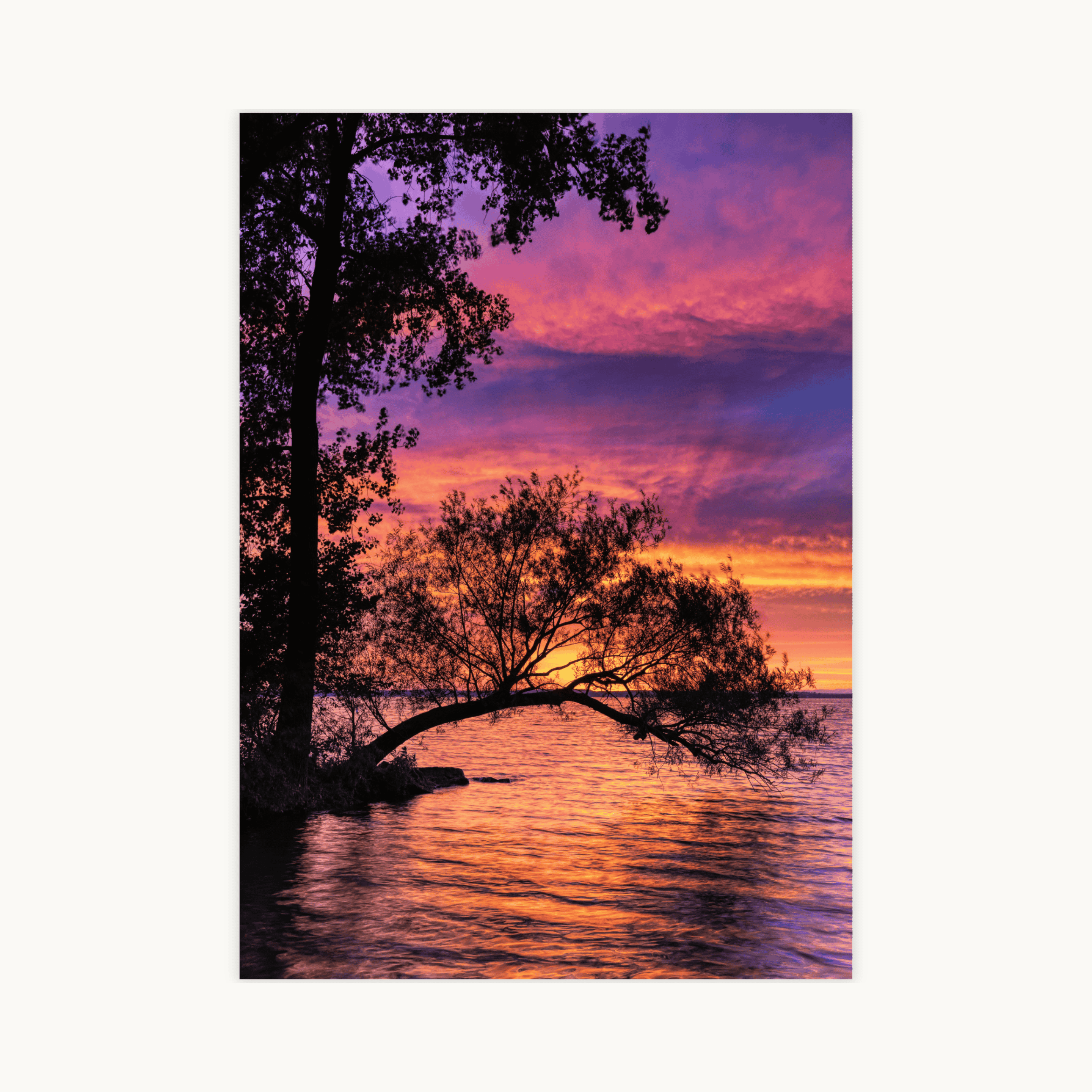 Poster van zonsondergang over water met silhouet van overhangende boom. De lucht en reflectie in het water tonen intense tinten paars, oranje en roze.
