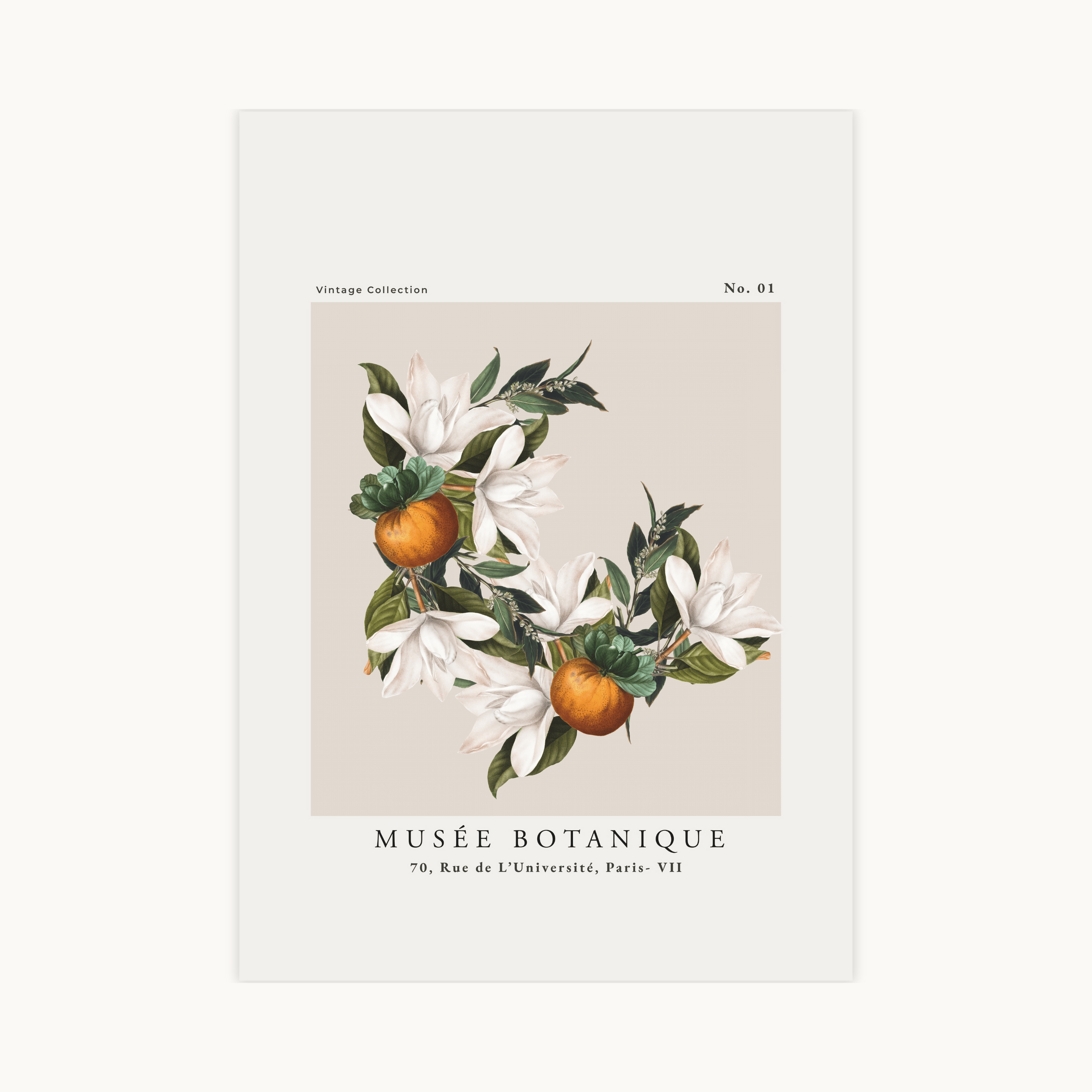 Vintage botanische poster Musée Botanique Paris met witte magnoliabloemen, oranje vruchten en groene bladeren op een beige achtergrond.