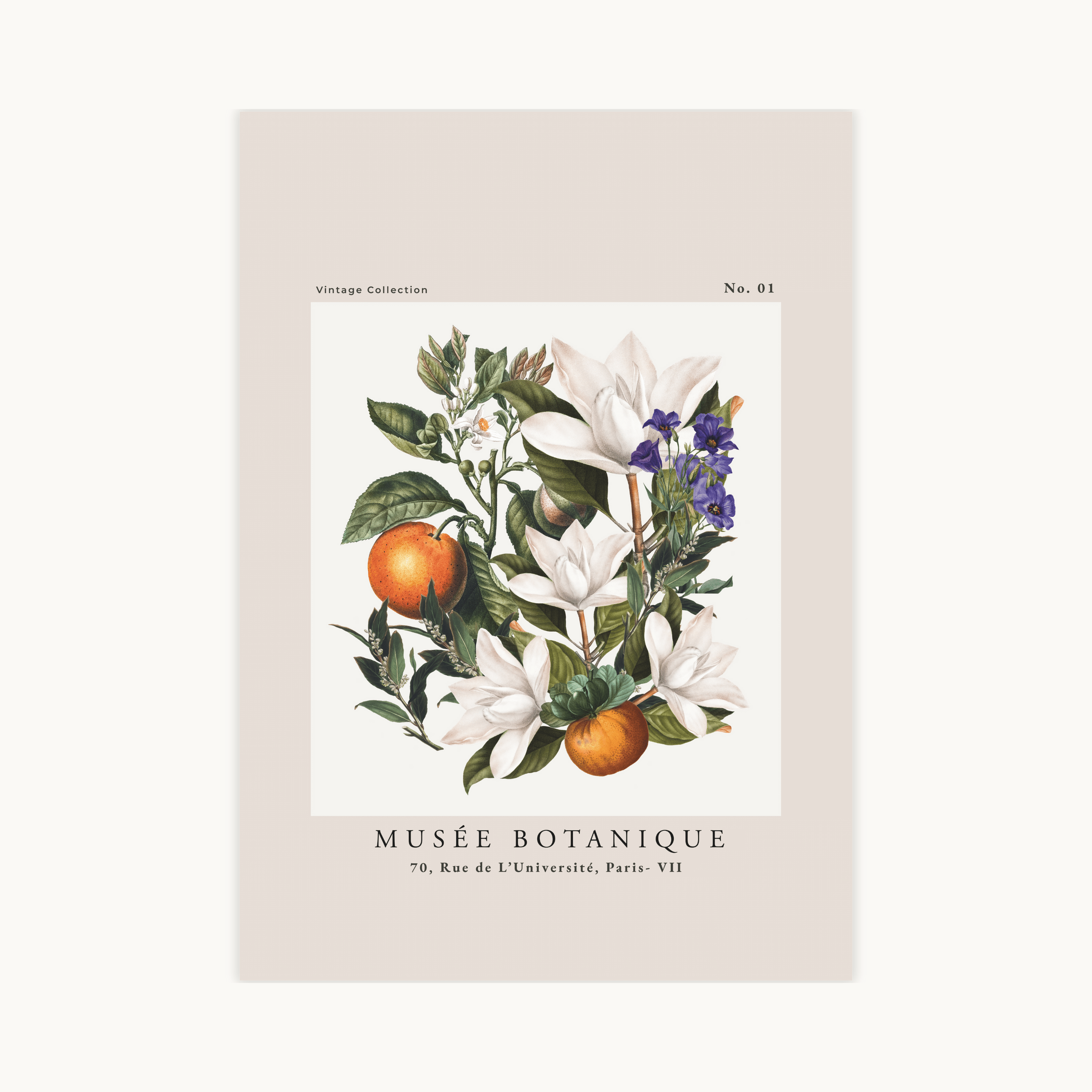 Vintage botanische poster met witte magnoliabloemen, oranje vruchten en paarse klokjesbloemen, voorzien van de tekst Musée Botanique Paris.