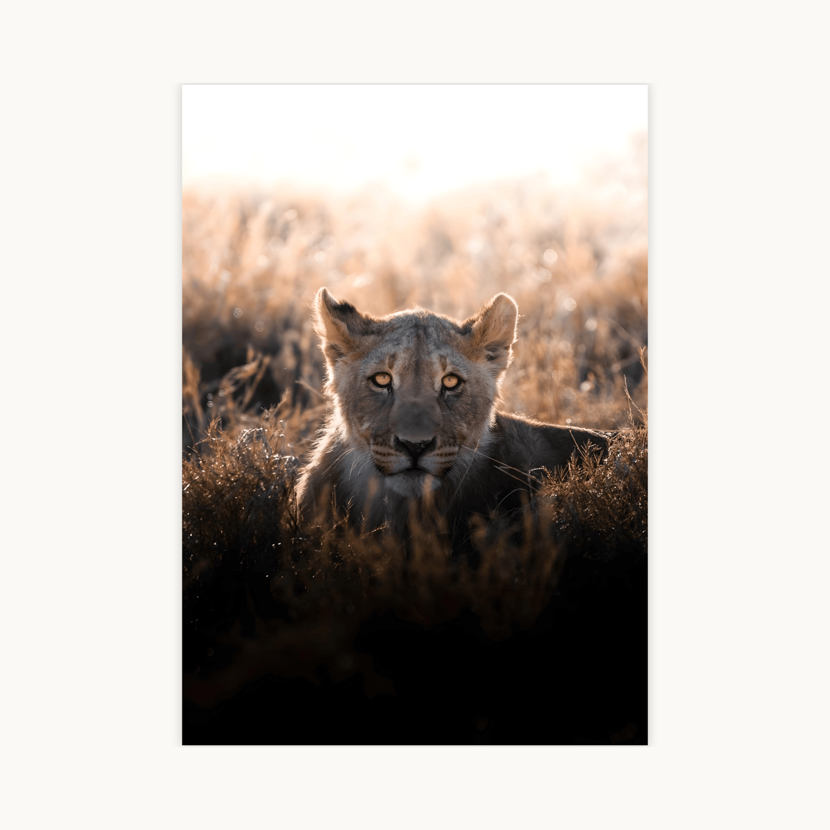 Poster met close-up portret van een jonge leeuw in het gras, met felle zon op de achtergrond en intense gouden ogen.